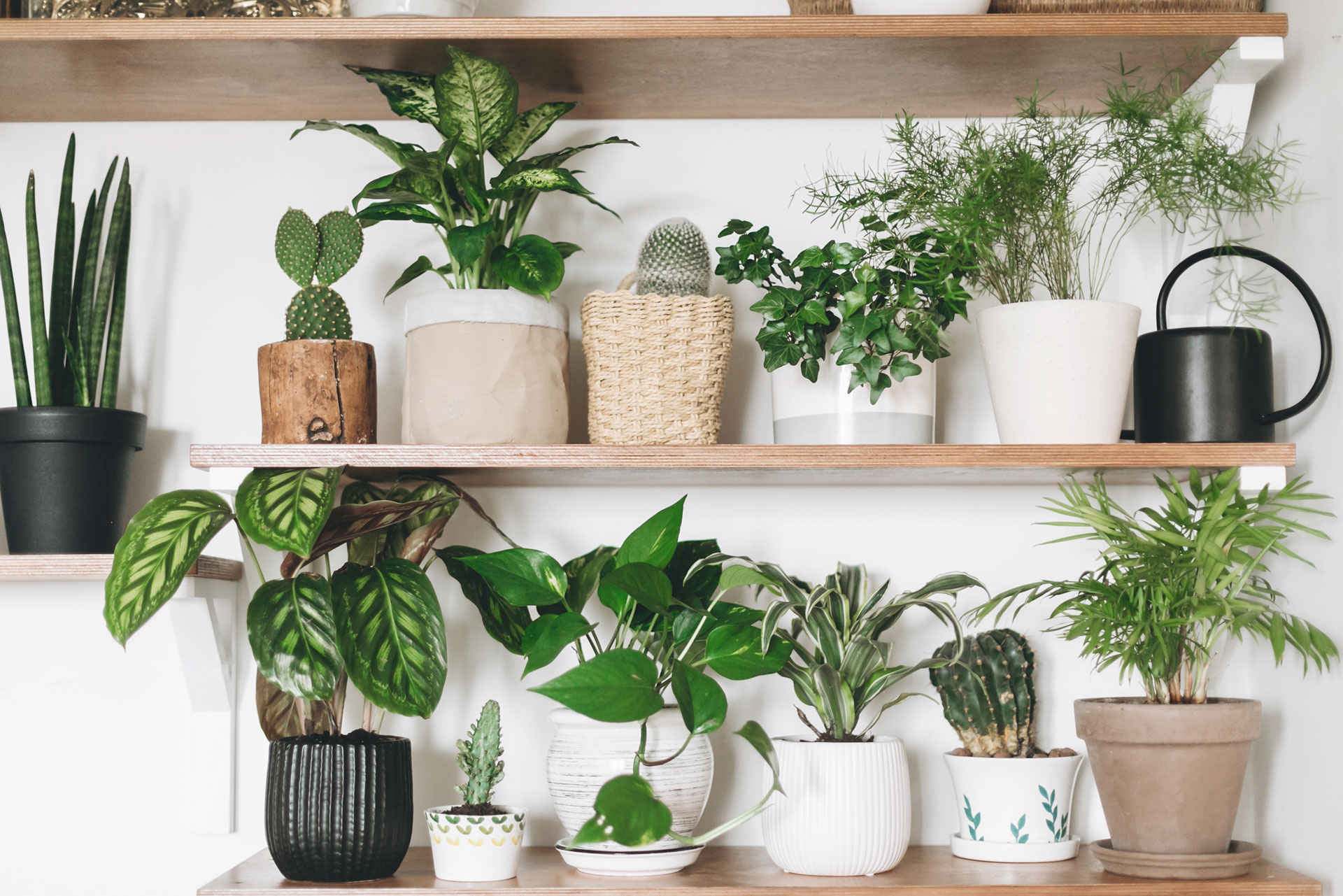 Air-Purifying Plants To Buy For Your Home