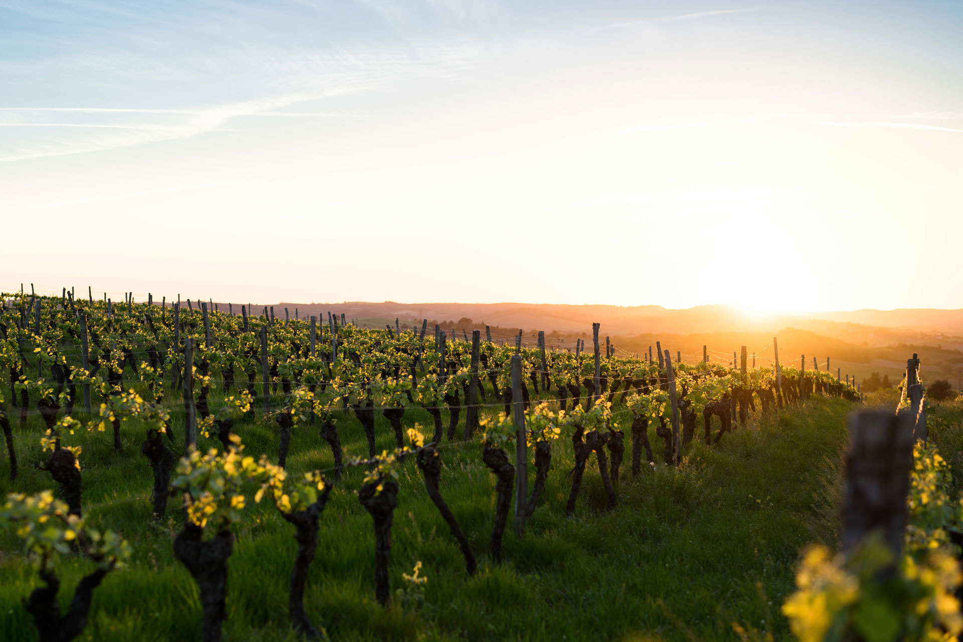 Sustainable Wine: A Guide