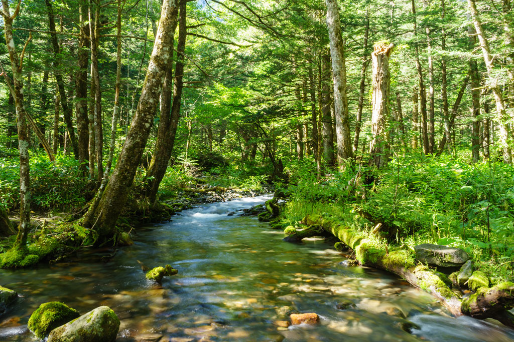 Forest 