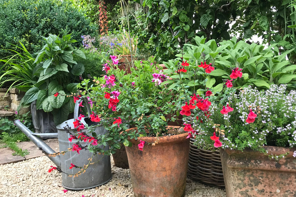 Chris Beardshaw's garden