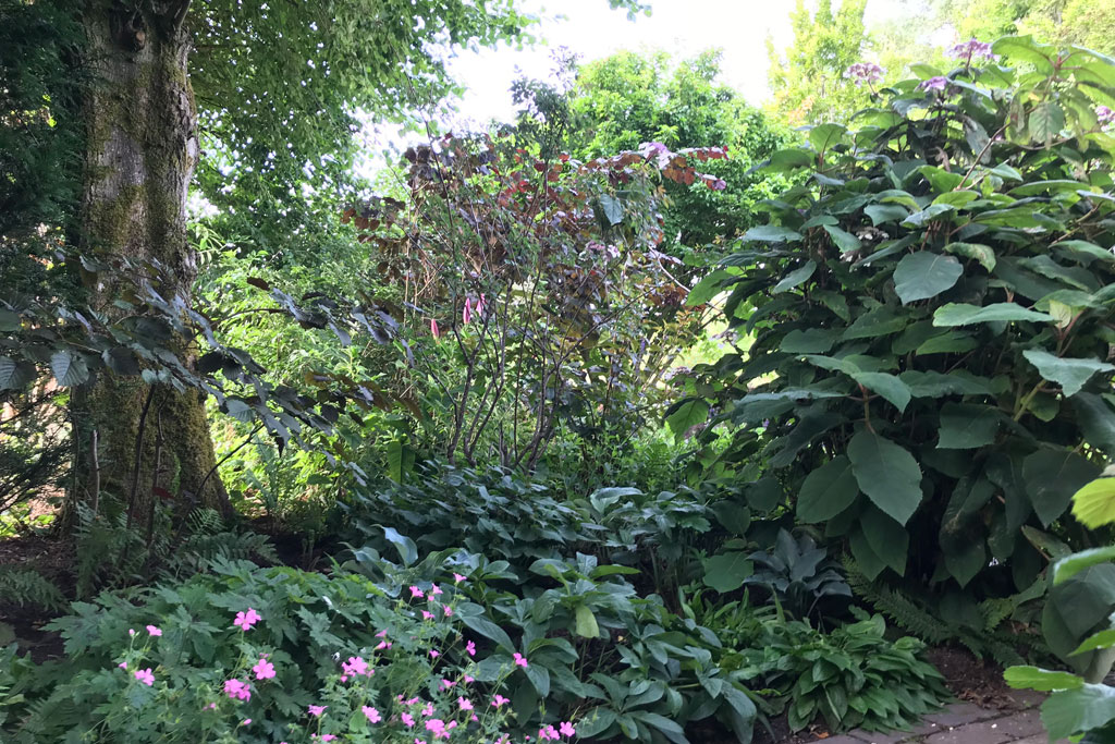 Chris Beardshaw's garden