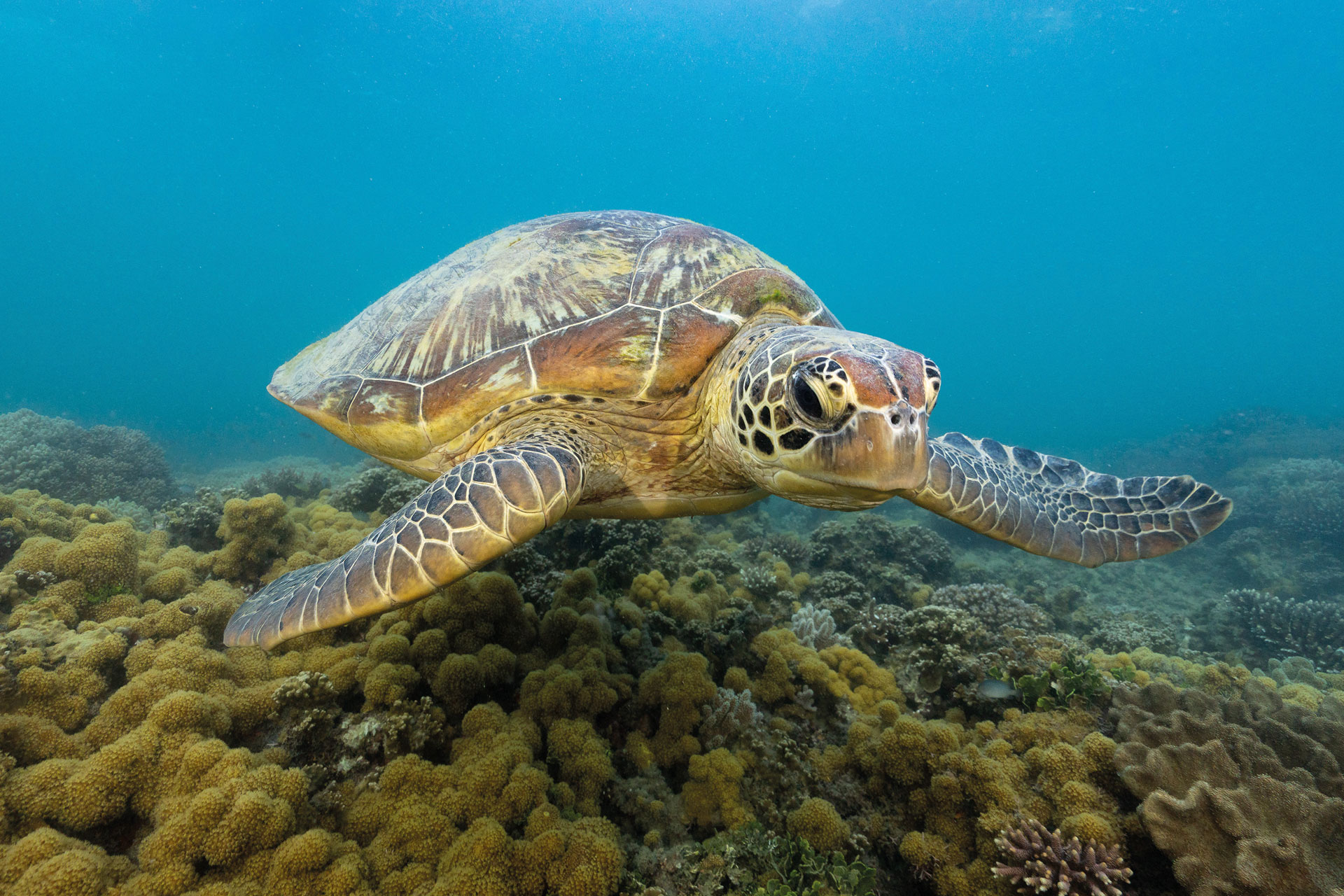 Turtle in the Great Barrier Reef