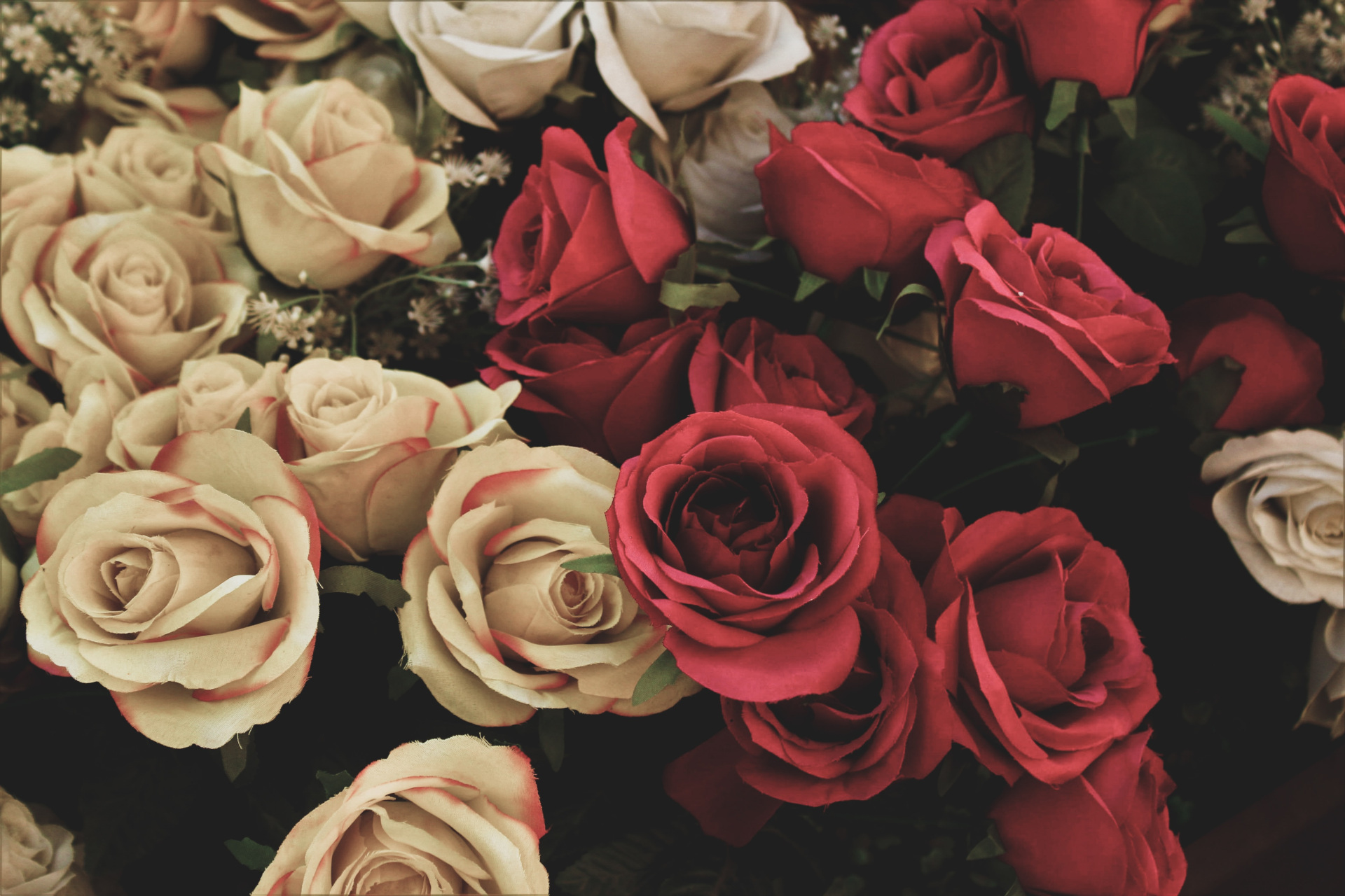 Close up of red and white roses