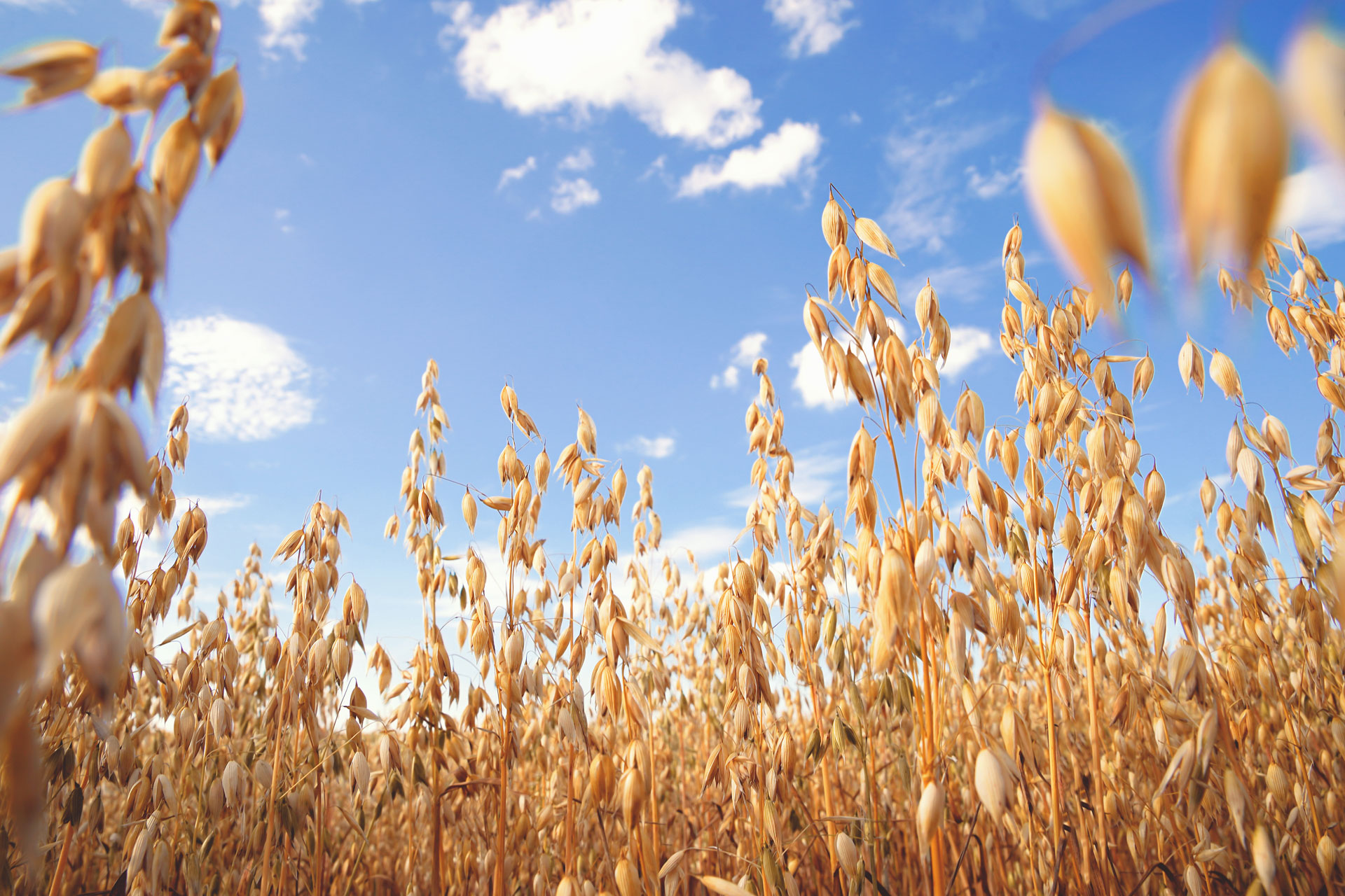 Oats growing in a field