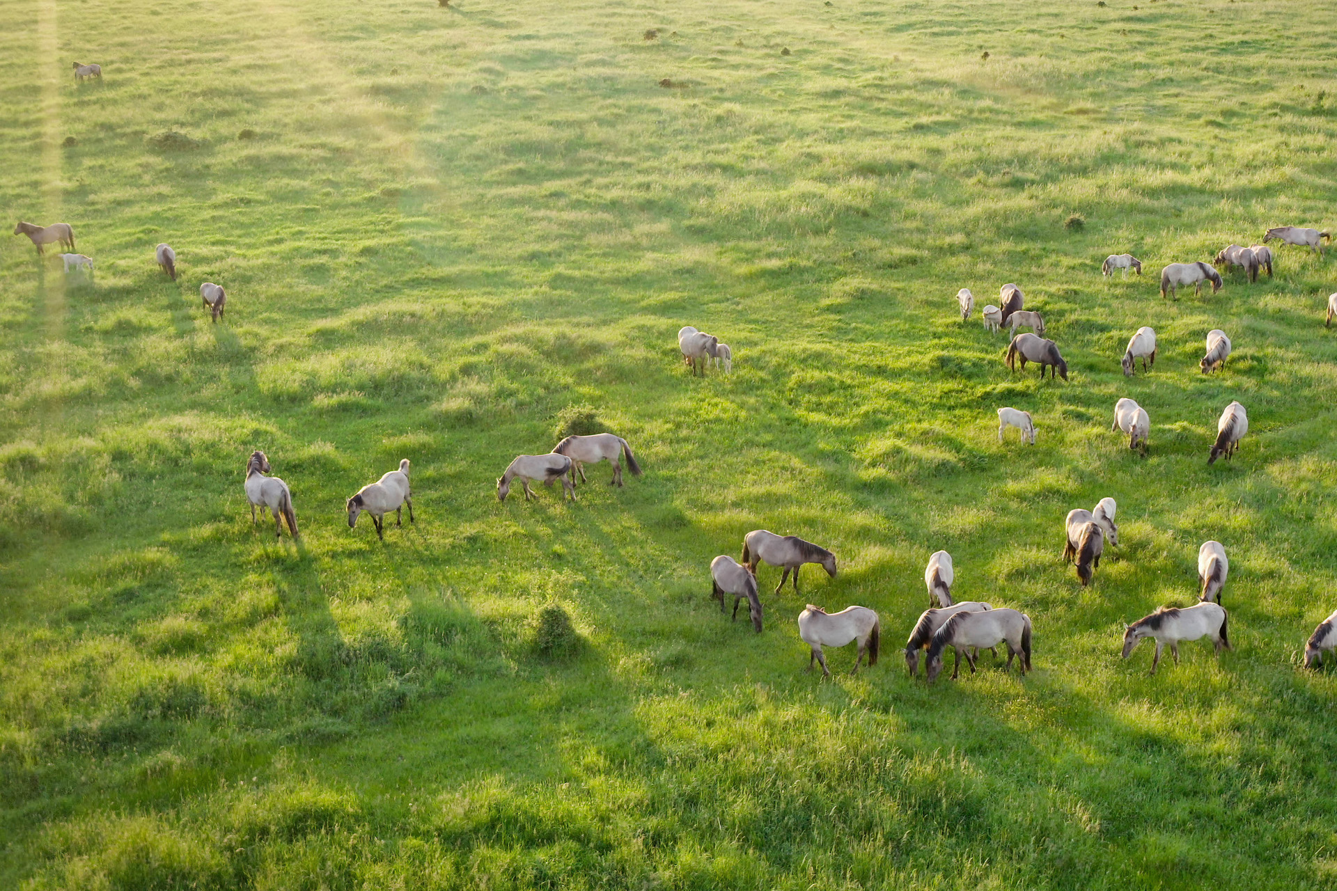 A free-roaming herd of Konik horses grazes in the evening light at Wicken Fen in Cambridgeshire