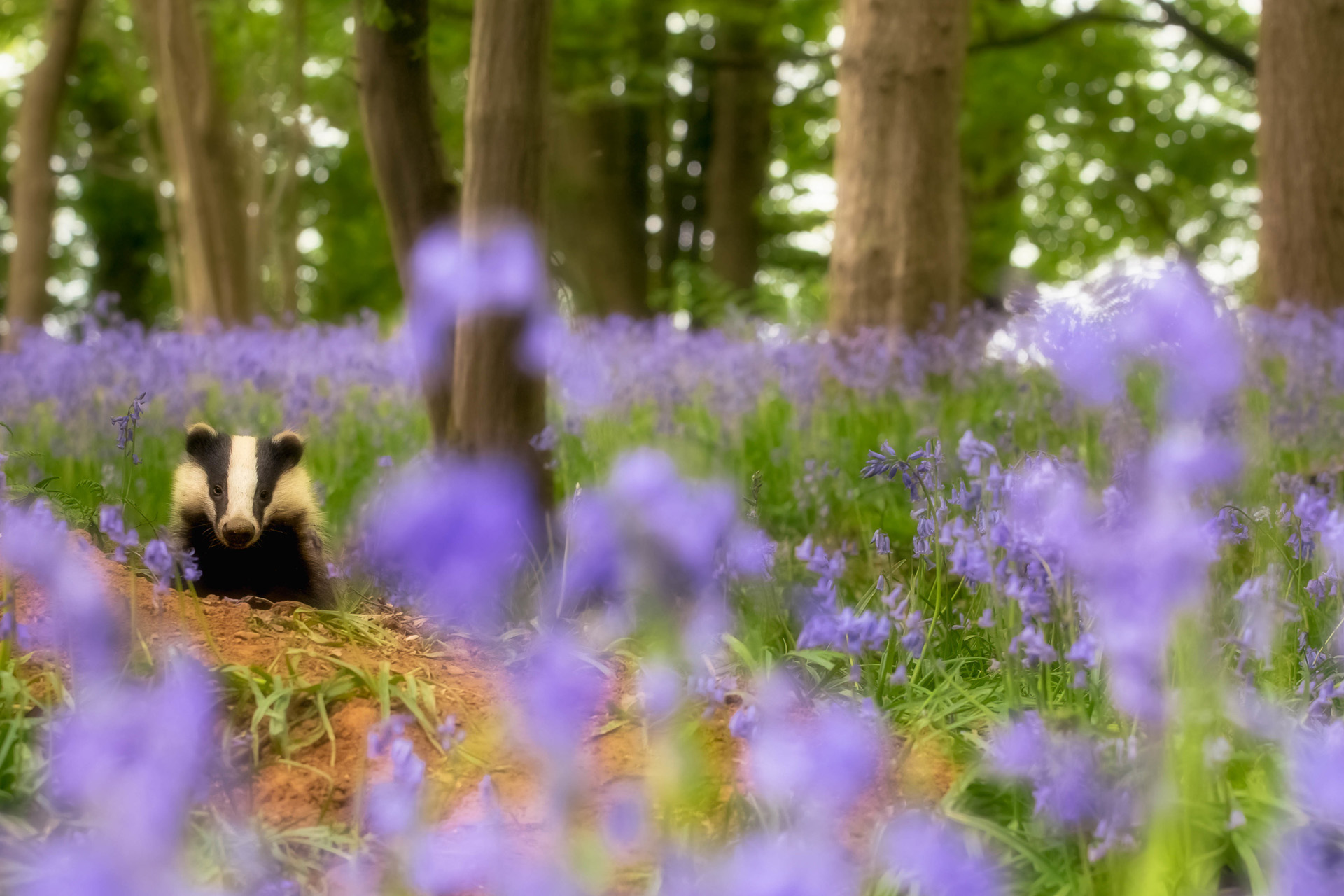 Adolescent sow (female) badger (Meles meles) taken in ancient bluebell wood in Sussex.