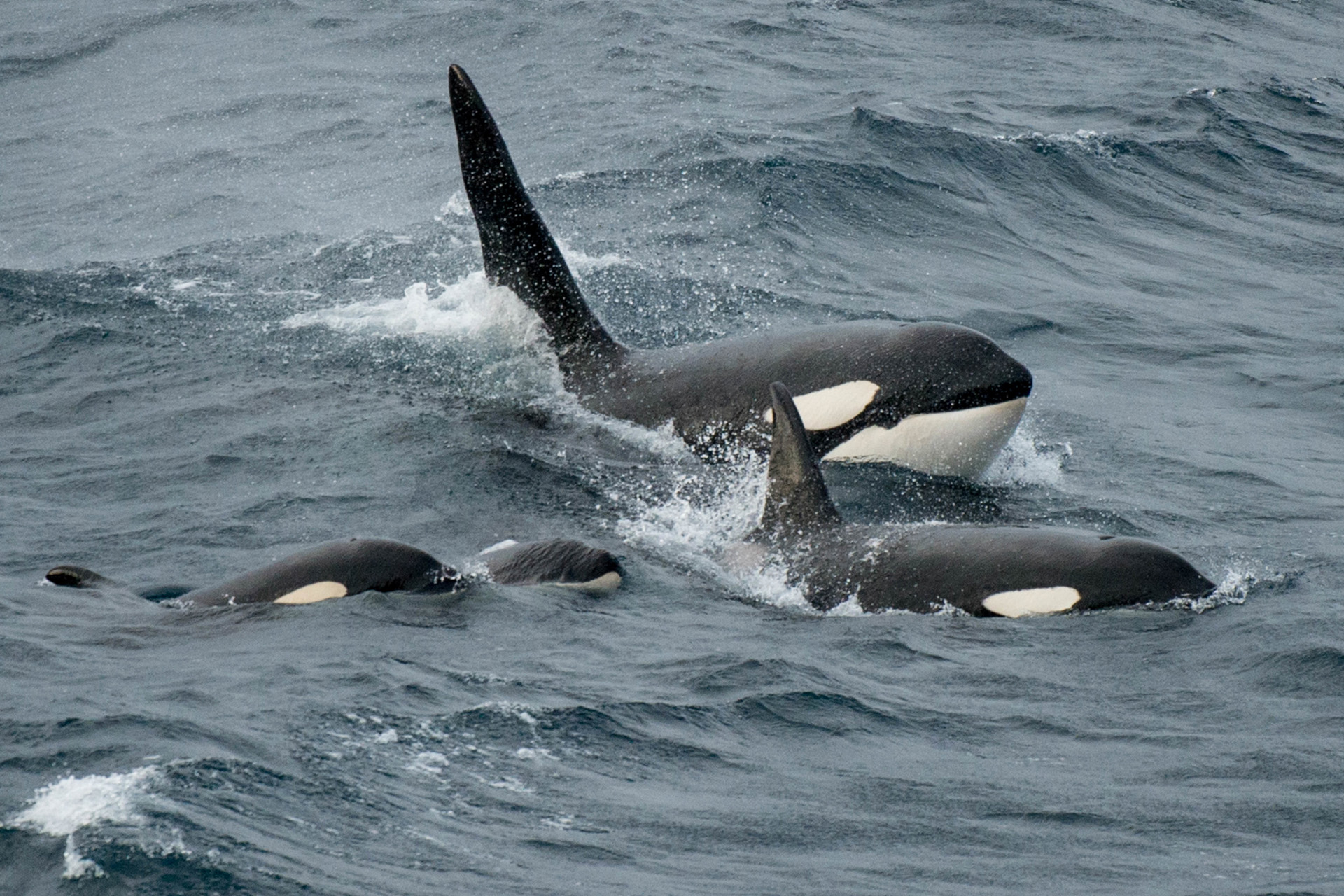 Orca whales (Orcinus orca) pod surfacing together, Shetland, Scotland, UK.