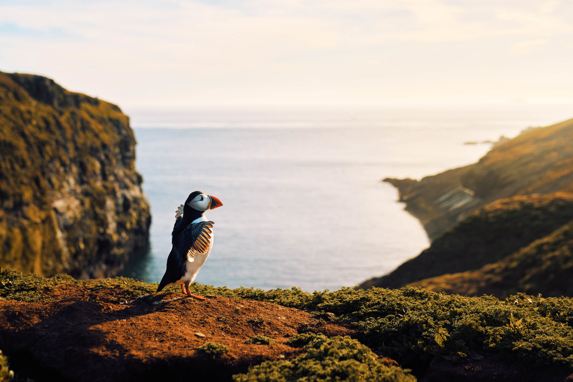 Early evening puffins return to the colony