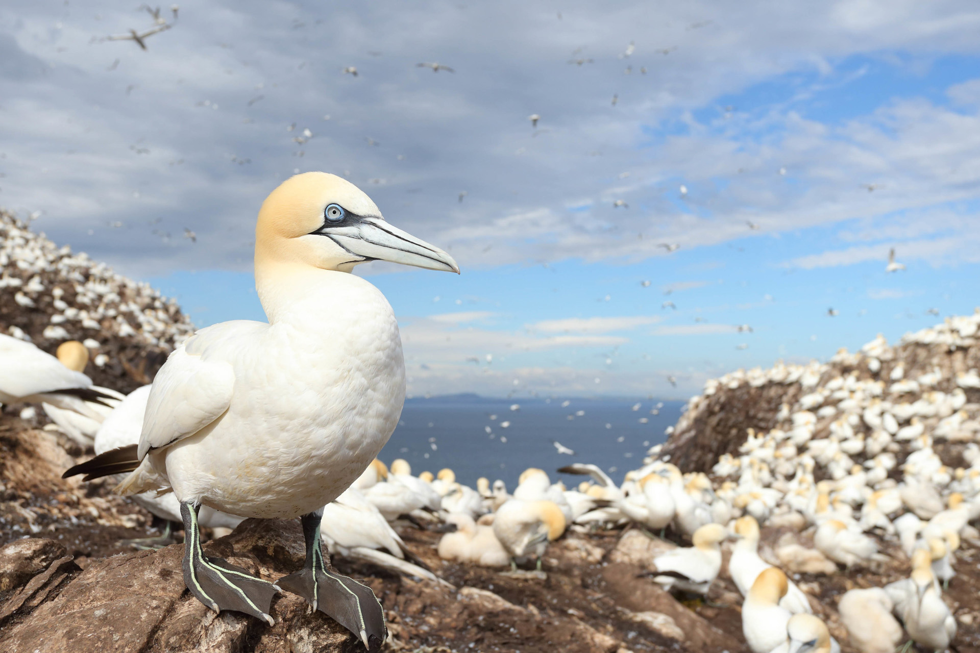Northern gannet (Morus bassanus) nesting colony gathered on Bass Rock