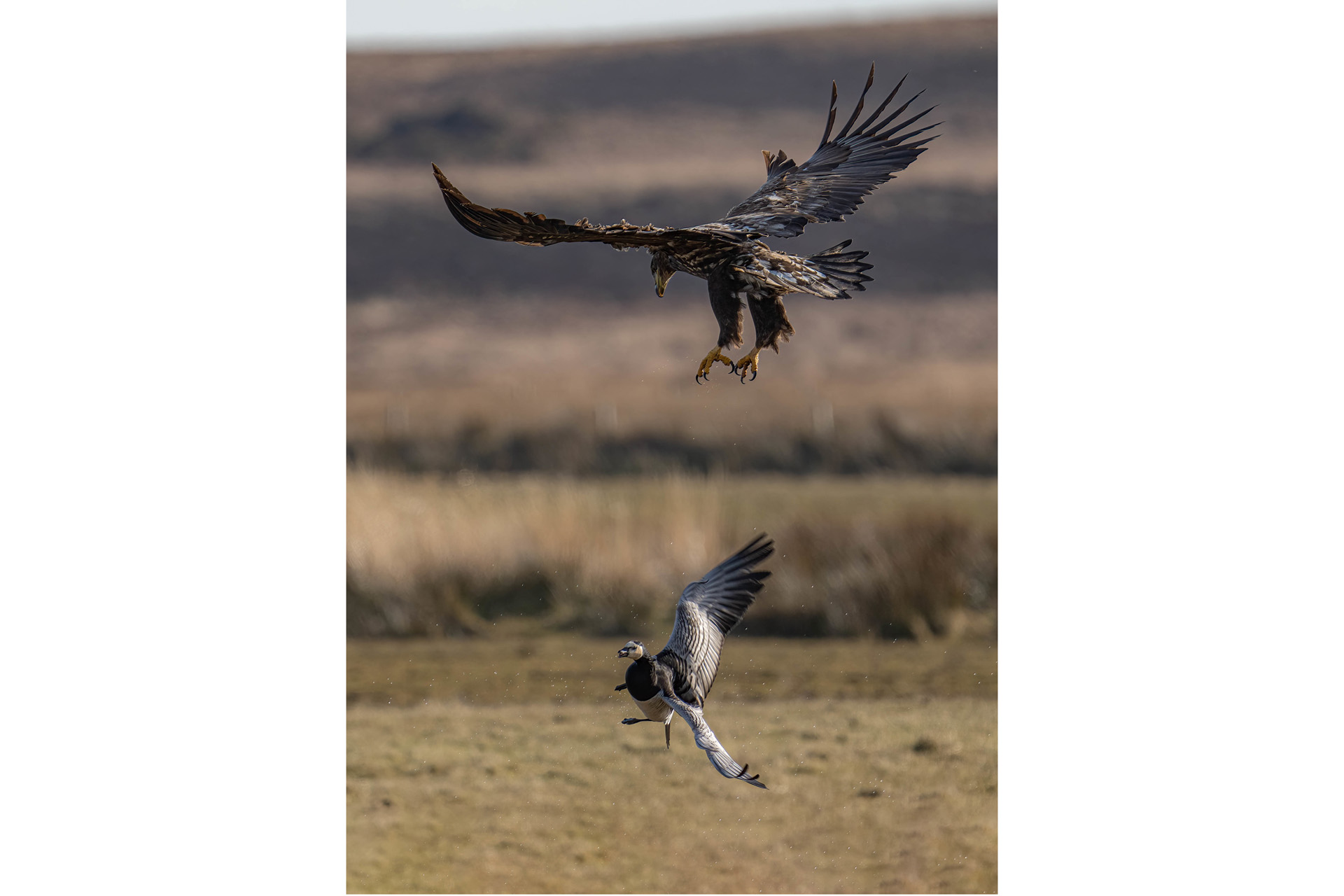 White tailed eagle (Haliaeetus albicilla) hunting barnacle goose