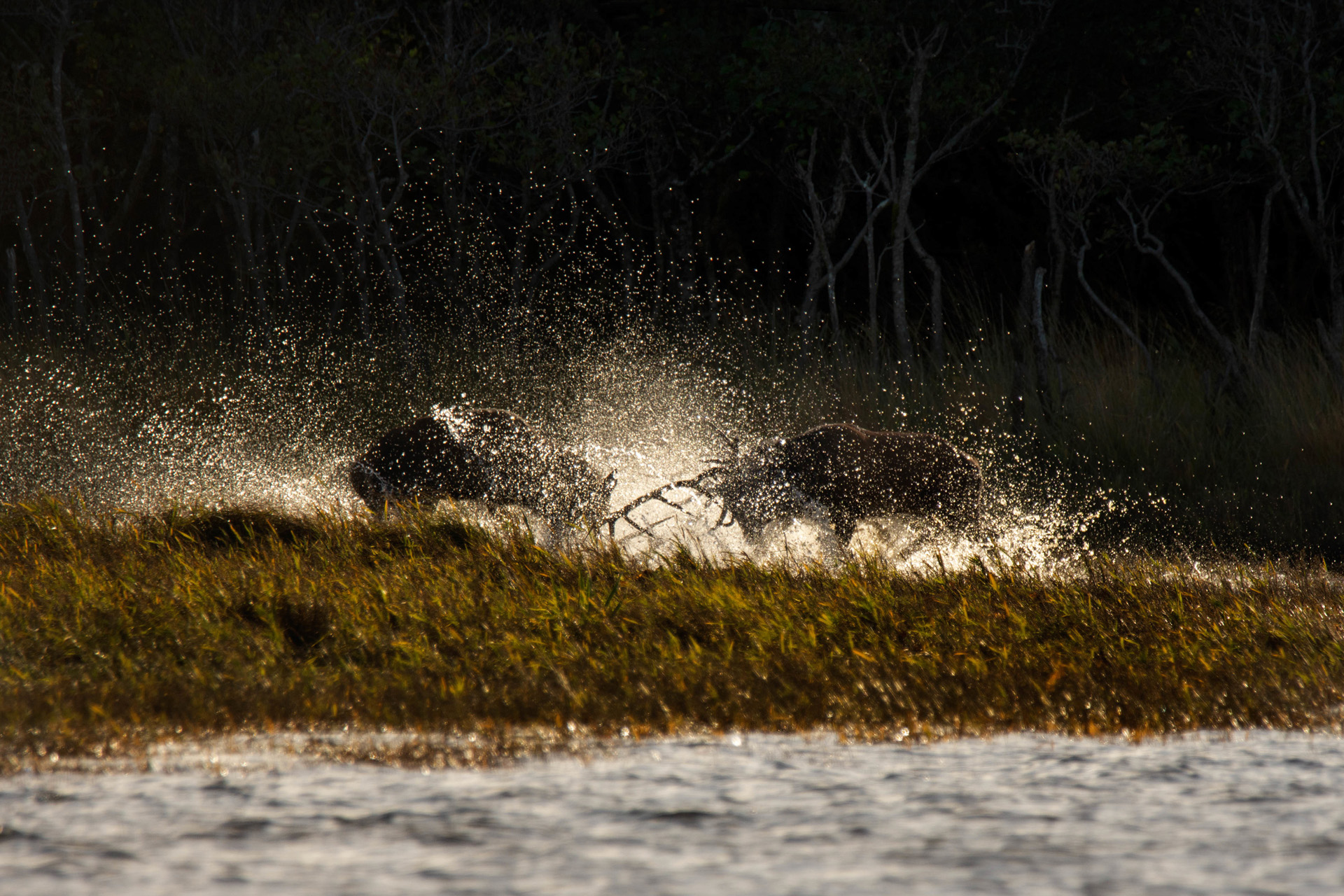 Two red deer stags fighting in water, Killarney National Park