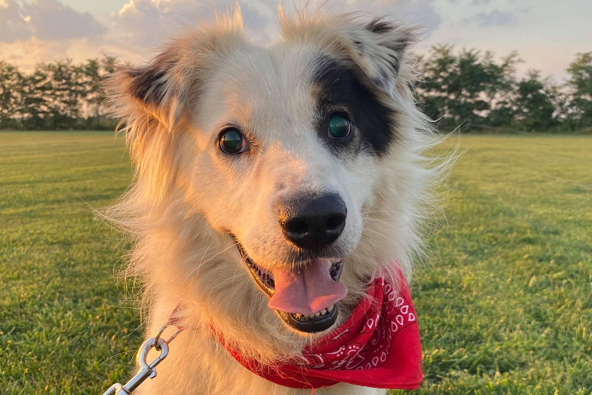 Black and white collie with red bandana standing in a field at sunset