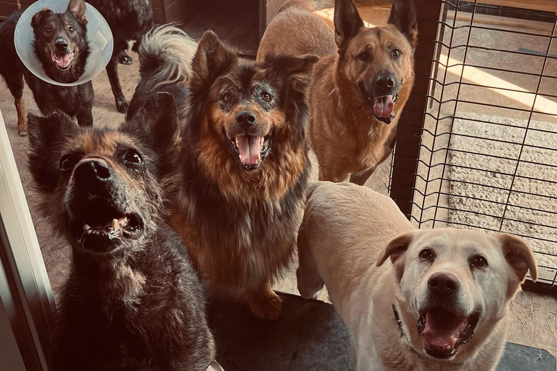 A group of dogs standing together in a shelter