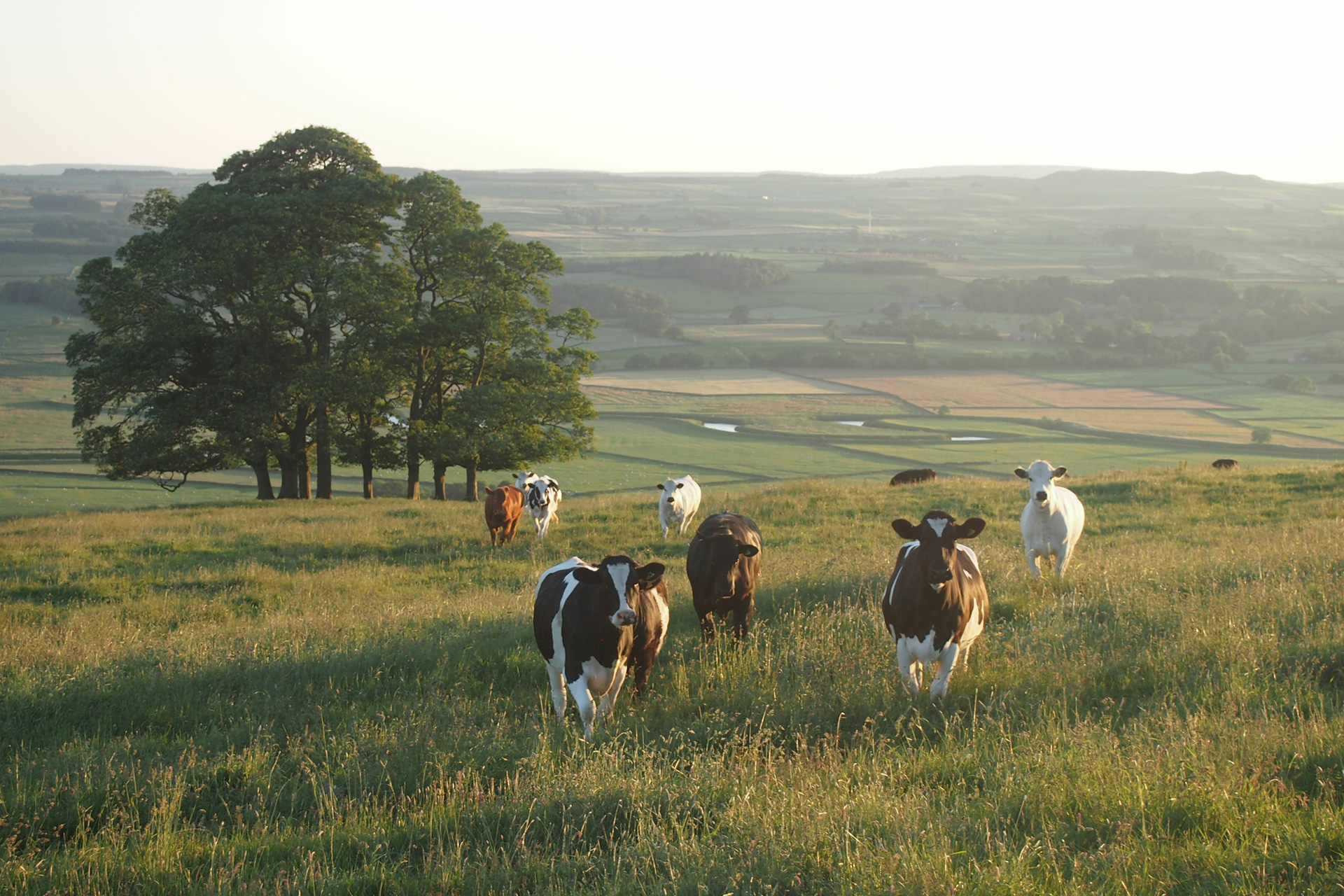 Cows on a farm