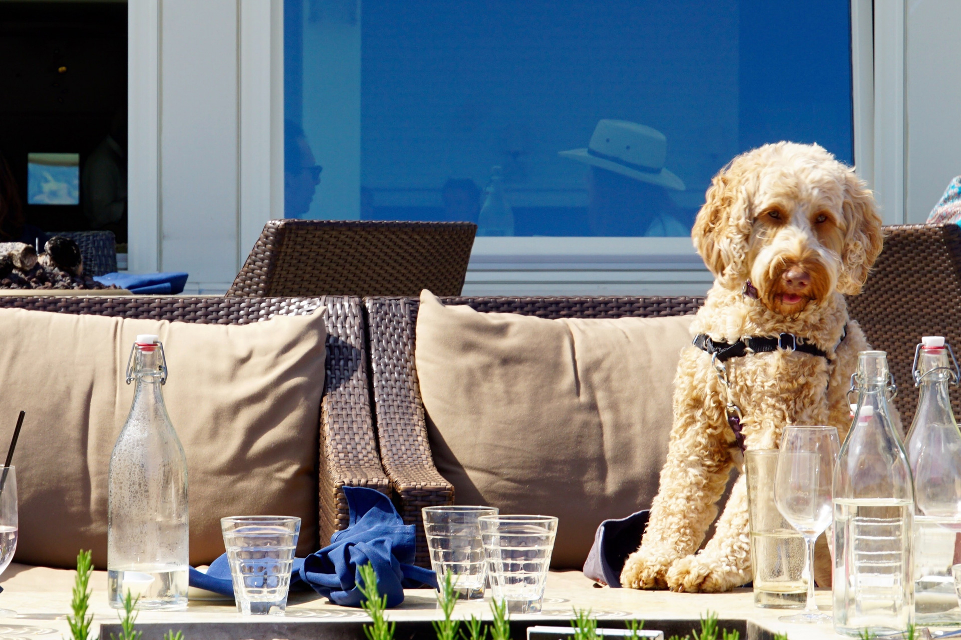 Best Dog-Friendly Restaurants in Bath